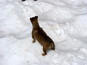 Salita da Carona in Val Sambuzza fino, per alcuni, al Passo di Publino e al Pizzo Zerna il 4 luglio 2010 - FOTOGALLERY